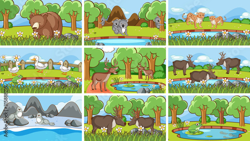 Background scenes of animals in the wild
