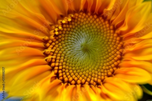 closeup of a sunflower