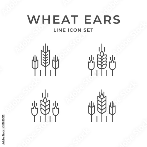 Set line icons of wheat ears