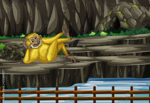 Scene with gibbon in the zoo