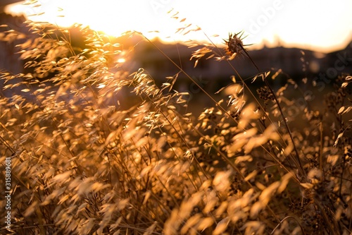 Beautiful Meadow with Dry golden grass.