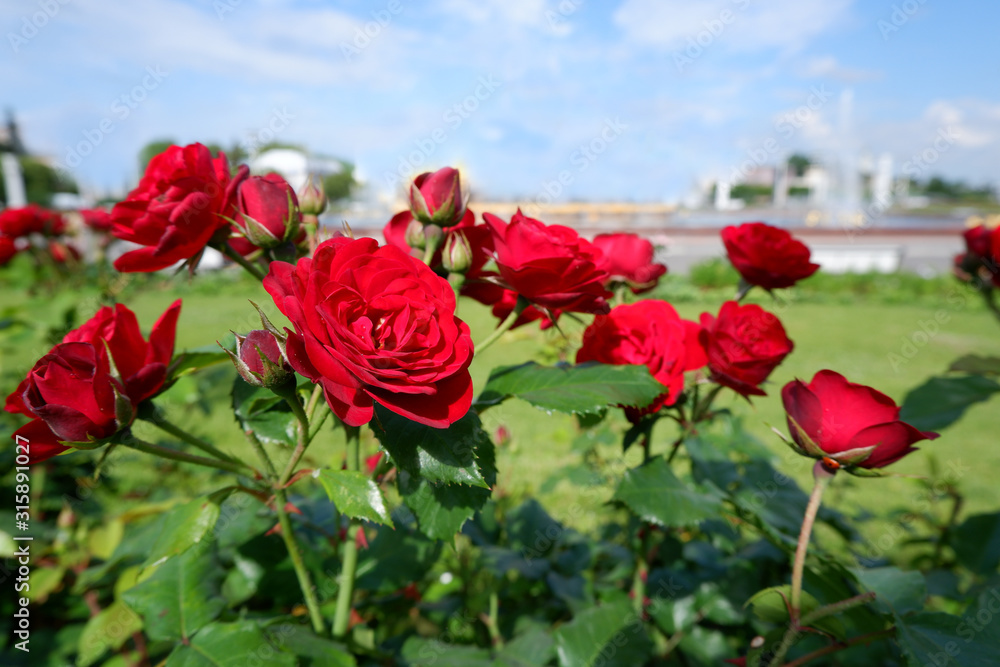 Fototapeta premium Group of fresh red or scarlet roses on a rose bush close up view