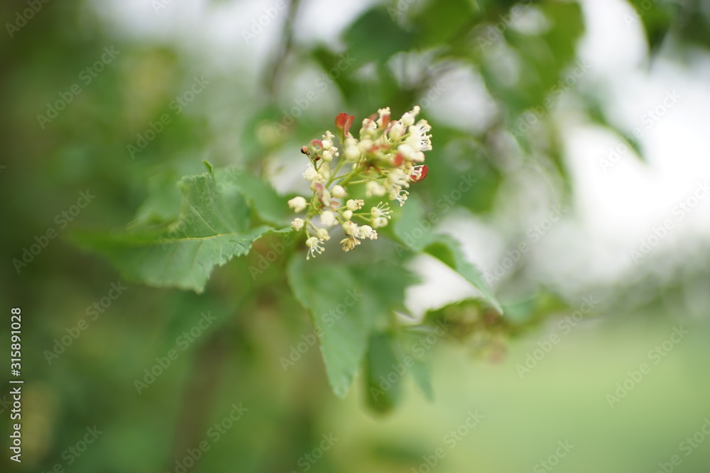Hops branch blooming, flowers and green leaves. Hops branch blooming, flowers and green leaves.