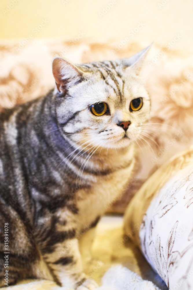 Beautiful british shorthair and striped cat on a brown background. Bright yellow eyes of a british cat. Selective focus.