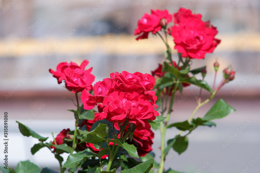 Group of fresh red or scarlet roses on a rose bush close up view Group of fresh red or scarlet roses on a rose bush close up view