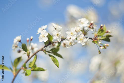 spring, cherry branch with flowers