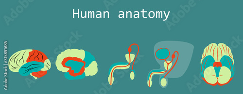 Human body internal organs medical vector flat isolated anatomy icons set