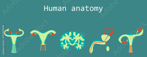 Human body internal organs medical vector flat isolated anatomy icons set