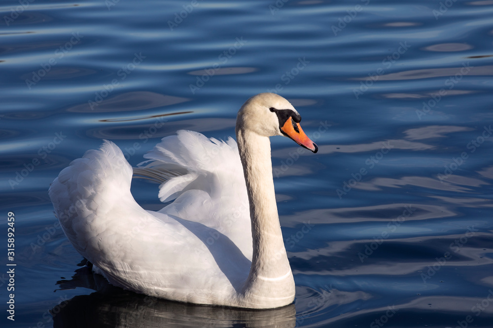 White majestic swan swim ahead in rippling water. Mute Swan the middle of the water. Drops on wet head. Smooth background. White majestic swan swim ahead in rippling water. Mute Swan the middle of the water. Drops on wet head. Smooth background.