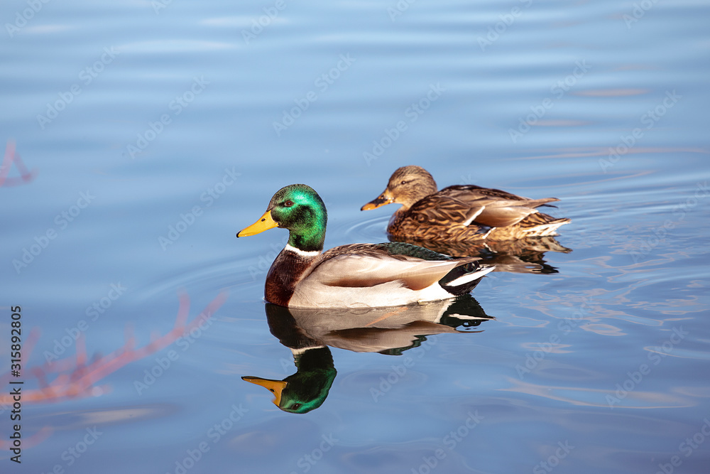Pair of mallard ducks swimming in water. Wildlife, male defends the female. - obrazy, fototapety, plakaty 