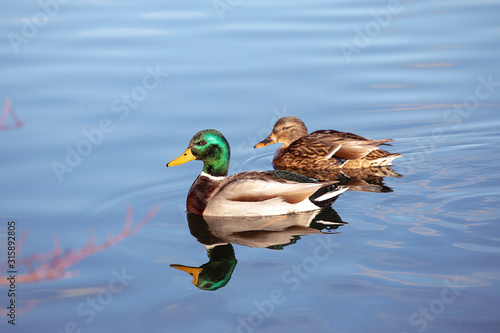 Fototapeta Pair of mallard ducks swimming in water