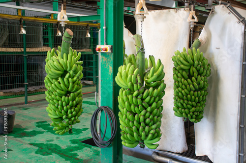 Banana factory on La Palma, Canary islands, Spain, once harvested, big bananas bunches.transported to packing sheds.for inspection, washing and boxing for transportation.