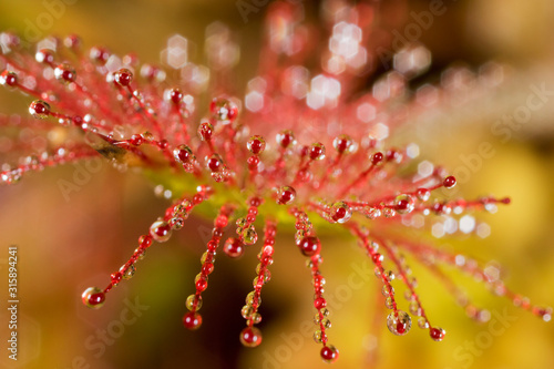Wallpaper Mural Drosera rotundifolia — the round-leaved sundew or common sundew in Dubravica, Croatia Torontodigital.ca