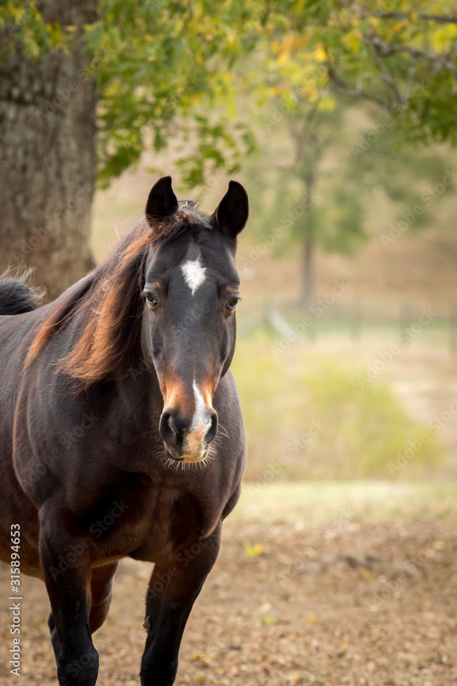 Fototapeta premium Senior Horse with Star