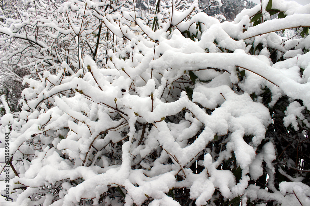 Heavy snow covered bush Heavy snow covered bush