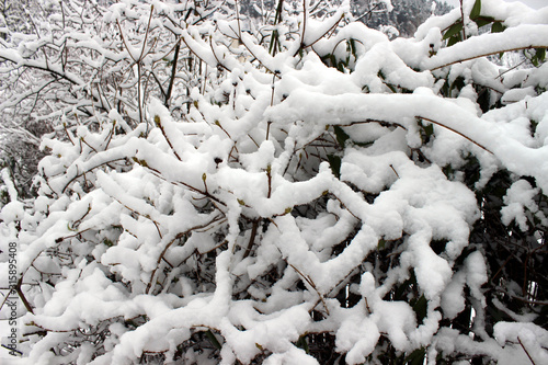 Heavy snow covered bush