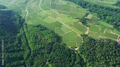 Vignes et forêts vosgiennes en Alsace photo