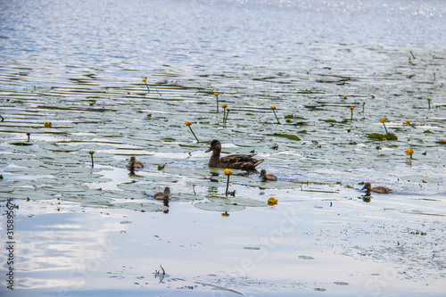 Duck on the shore of the Damansky  island of Yaroslavl photo