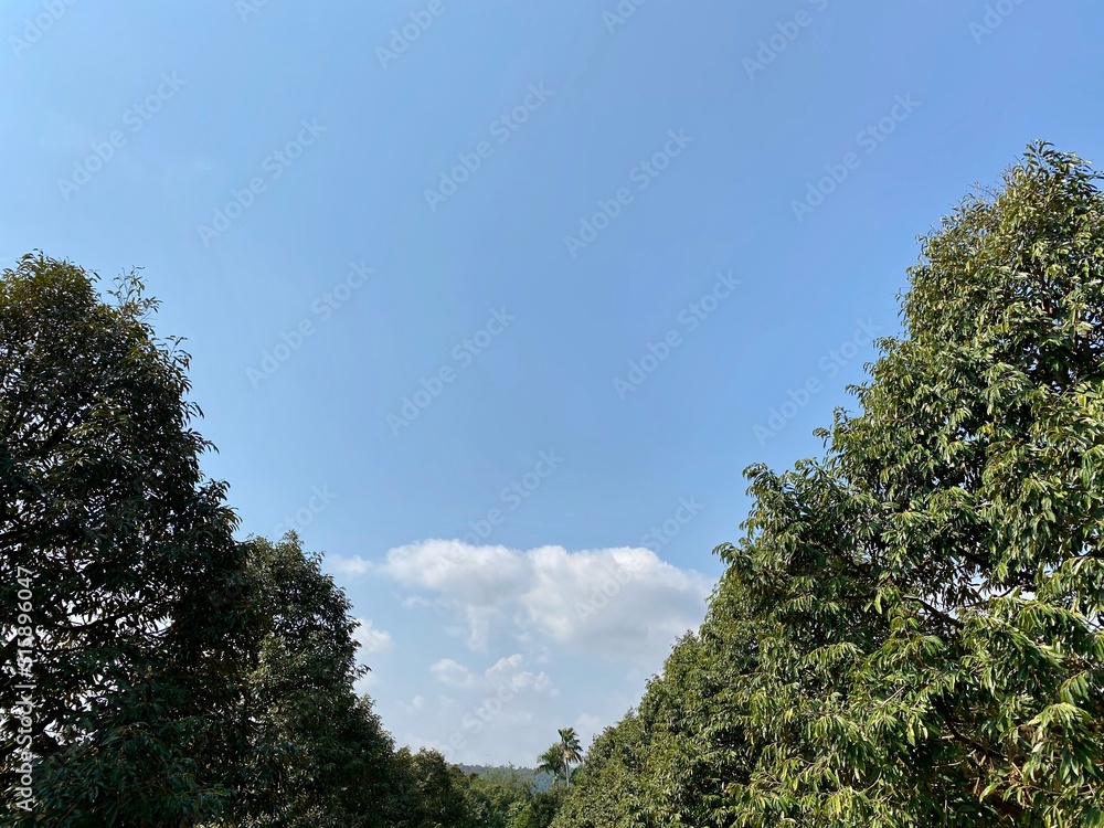 Trees and shrubs with blue sky in the garden