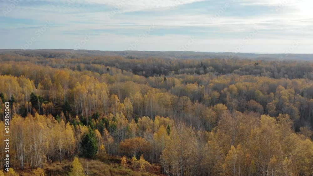 Aerial video of autumn siberian landscape with yellow birch forest Aerial video of autumn siberian landscape with yellow birch forest