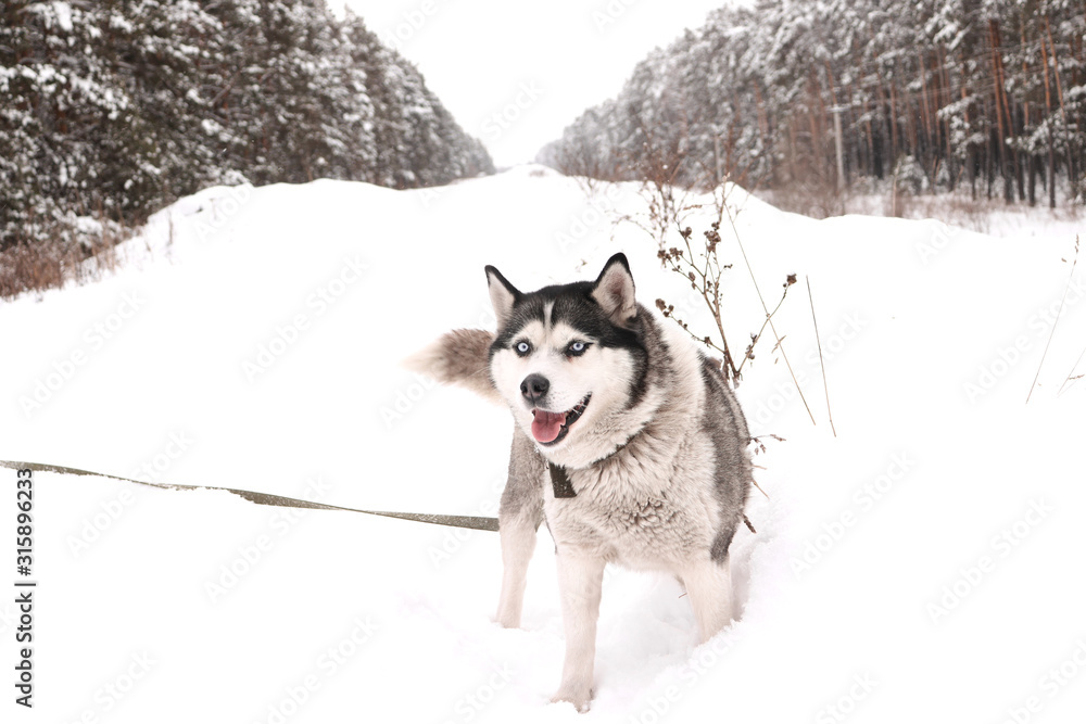 Dog in the snow Dog in the snow