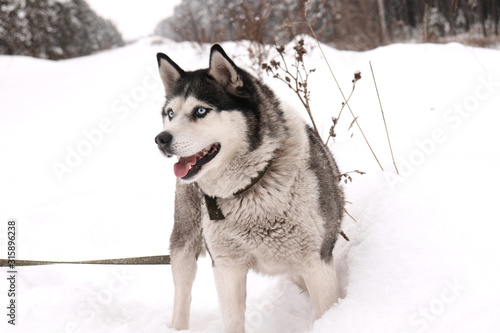 Dog in the snow © Вероника Пушнина