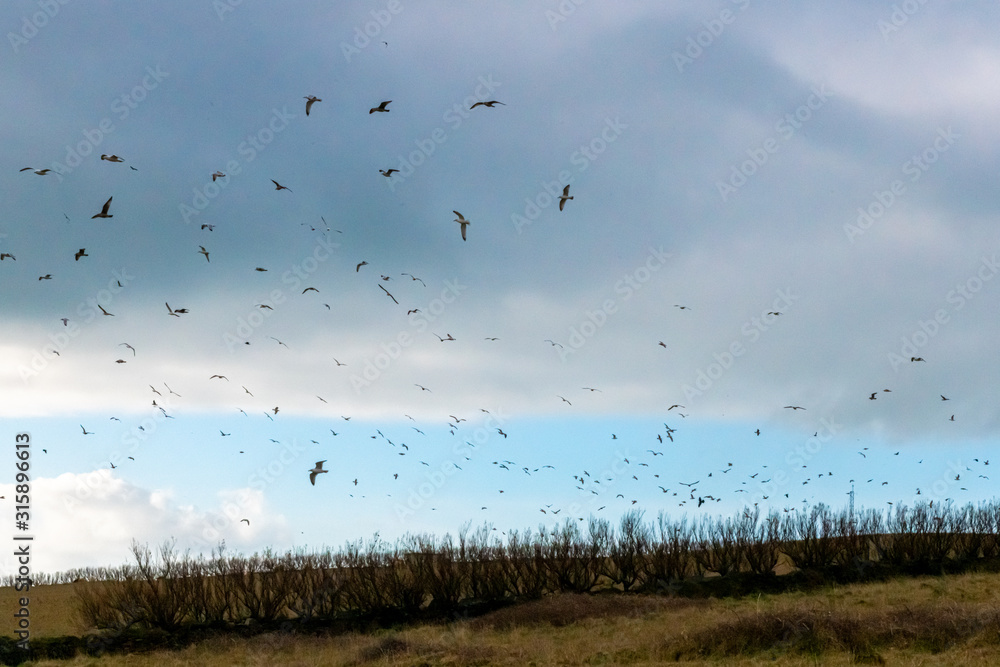 A large flock of gulls in the winter sky above a row of leafless moorland trees