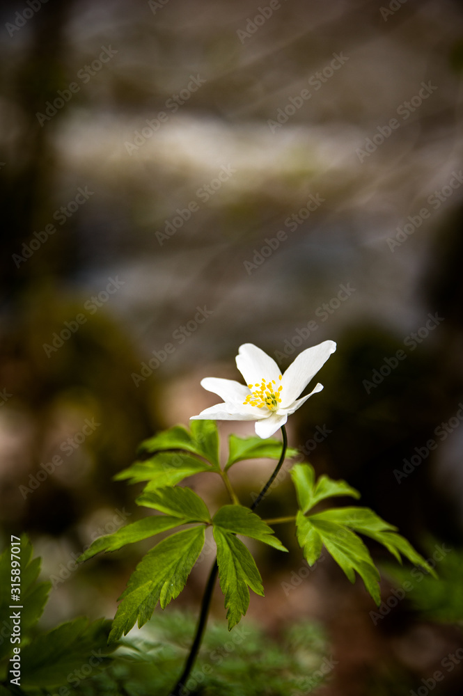 Spring time Anemone Nemorosa Vitsippa in south Finland Spring time Anemone Nemorosa Vitsippa in south Finland