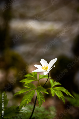 Spring time Anemone Nemorosa Vitsippa in south Finland 
