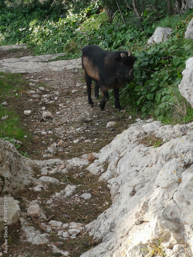 Brown mountain goat on the rocks on Capri island Brown mountain goat on the rocks on Capri island