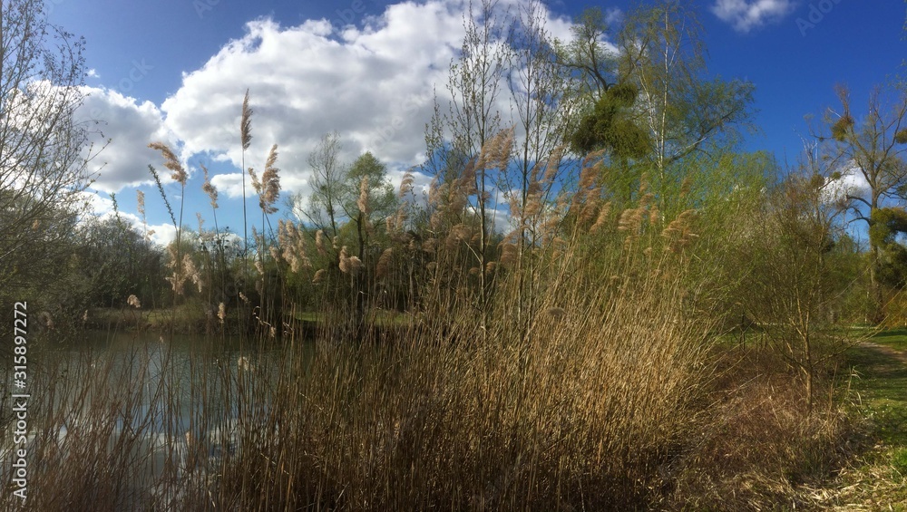 L'étang du Patisse et ses canards à Meaux France	