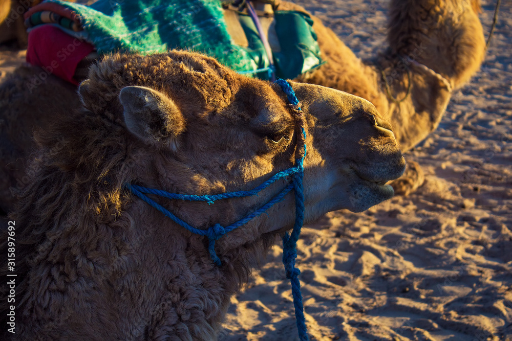 Camel in Sahara desert, Tunisia. Wild animal on the white sand, beautiful  sunset on the nature Stock Photo | Adobe Stock