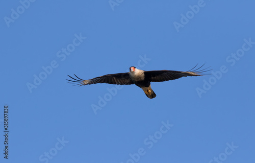 Northern crested caracara  Caracara cheriway  flying in the sky