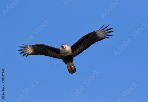 The northern crested caracara  Caracara cheriway  flying in the sky
