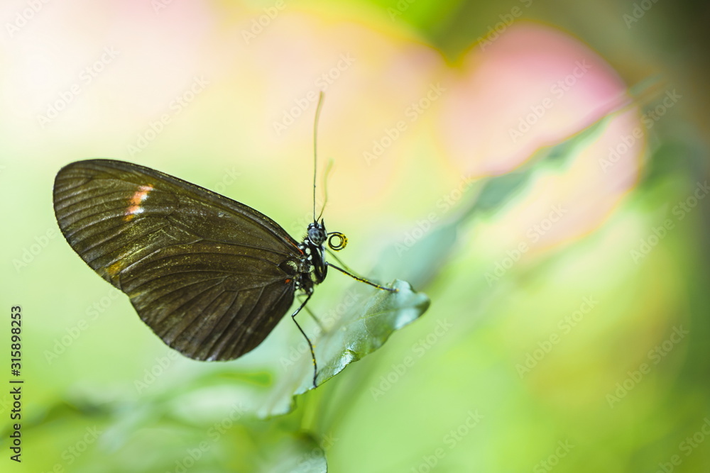 Obraz premium Бабочка