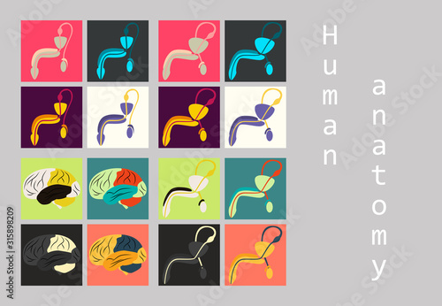 Human body internal organs medical vector flat isolated anatomy icons set
