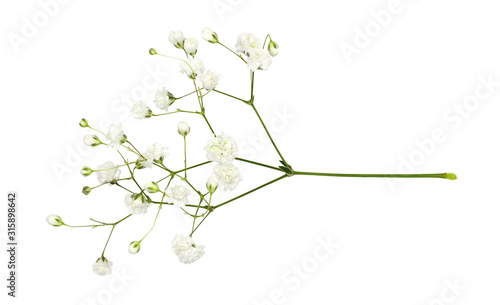 Closeup of small white gypsophila flowers photo