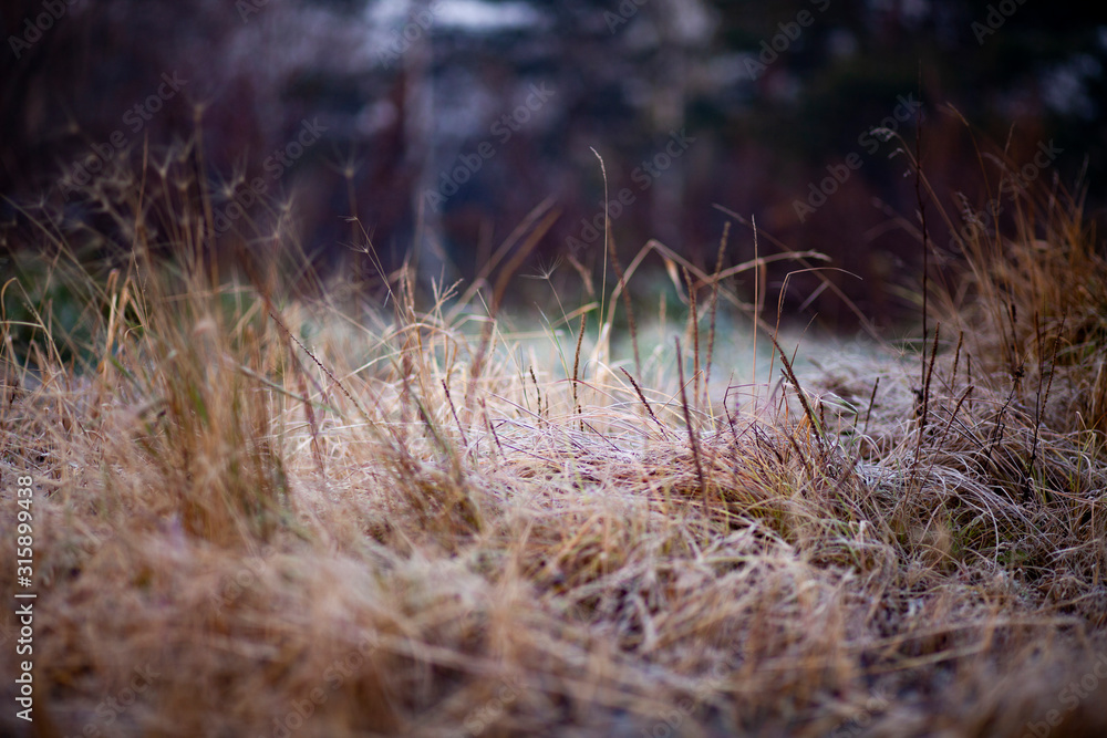 grass in the wind grass in the wind