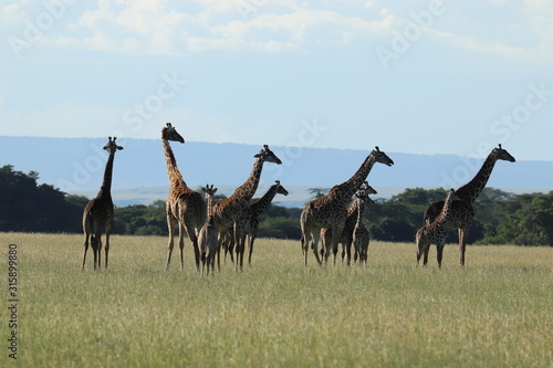 Group of giraffes in the african savanna. © Marie