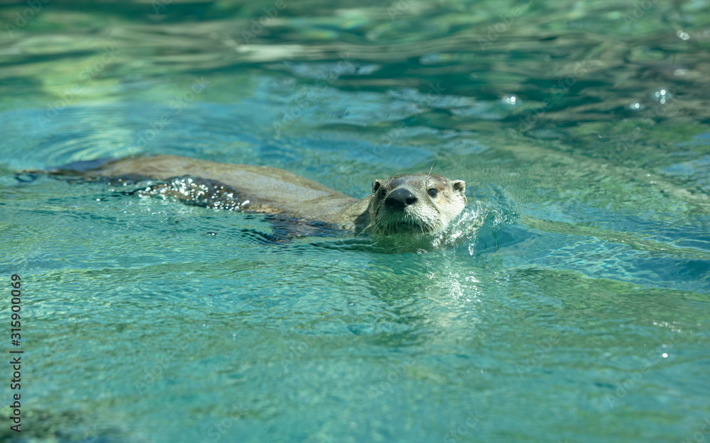 Fototapeta premium sea otter has spotted you while swimming
