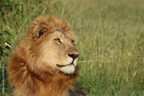 Young male lion face closeup.