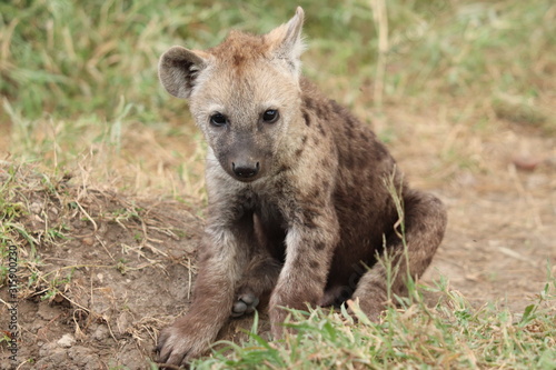 Young spotted hyena cub sitting by its den. © Marie