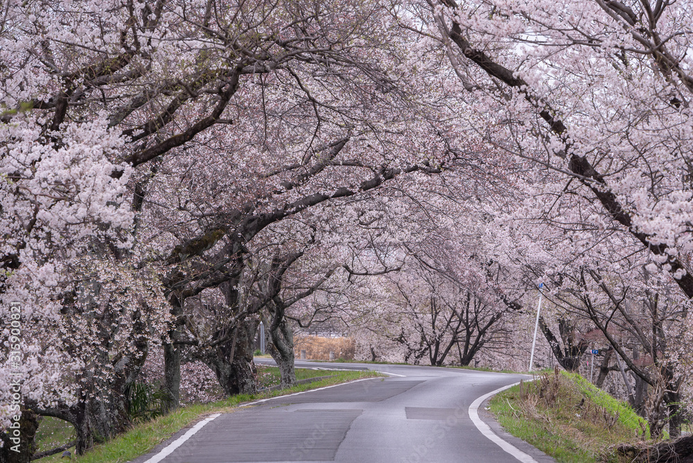 Obraz premium Cherry blossom tunnel on a road in the early morning