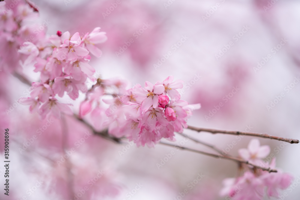 Close up pink cherry blossom flowers 