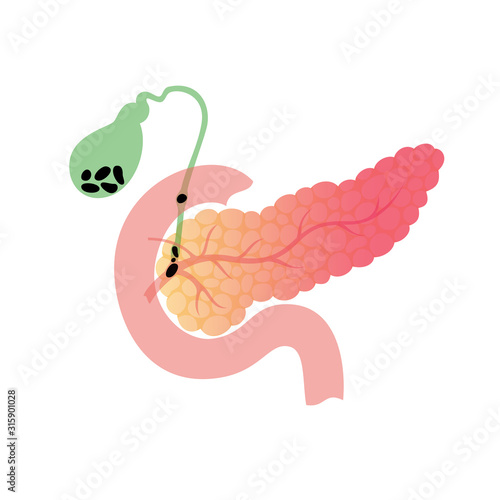 pancreas and gallbladder