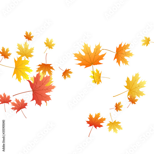 Maple leaves vector background, autumn foliage on white graphic design.