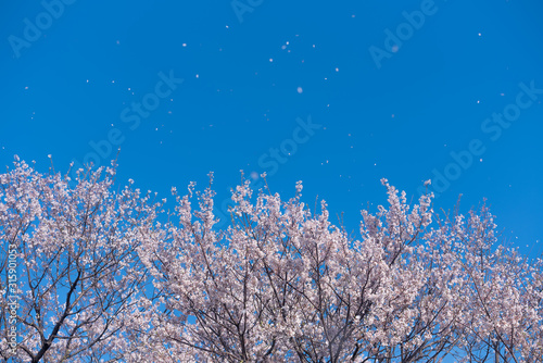 A flurry of cherry blossoms blown in the wind like snow.