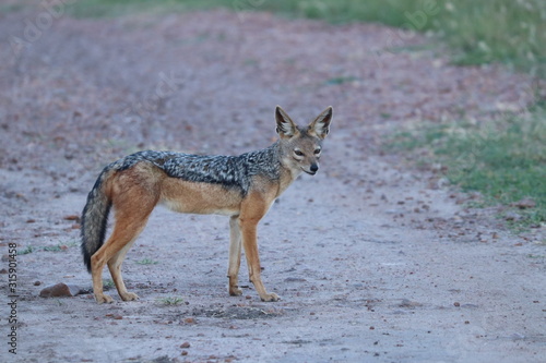 Black-backed jackal (canis mesomelas) in the african savanna. © Marie