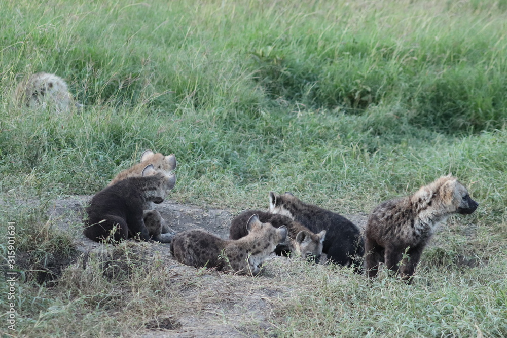 Fototapeta premium Group of spotted hyena cubs (crocuta crocuta) by their den.