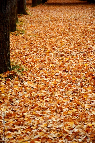 autumn leaves on the floor and trunks